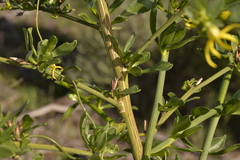 Anthocercis ilicifolia