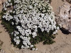 Phlox pulvinata