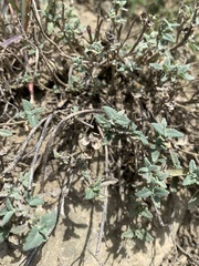 Scutellaria orientalis