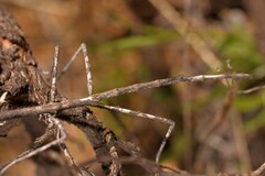 Anophelepis telesphorus