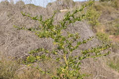 Anthocercis ilicifolia