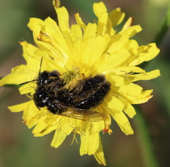 Panurgus dentipes