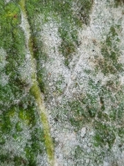 Golovinomyces verbasci