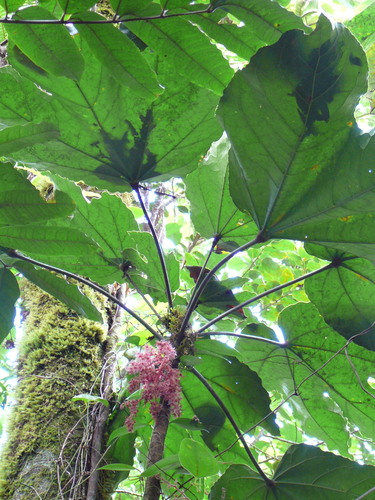 Acropogon domatifer