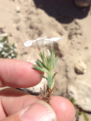 Phlox pulvinata