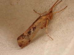 Limnephilus marmoratus