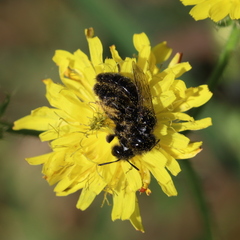Panurgus dentipes