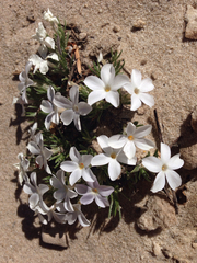 Phlox pulvinata