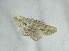 Peribatodes perversaria