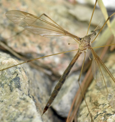 Tipula jacobus