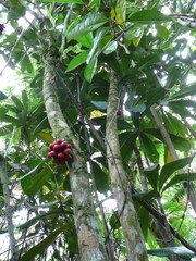 Kibaropsis caledonica