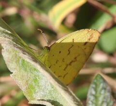 Eurema hecabe solifera