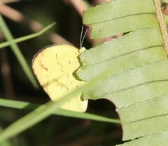Eurema hecabe solifera