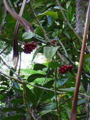 Kibaropsis caledonica