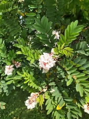 Robinia pseudoacacia
