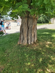 Robinia pseudoacacia