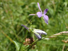 Viola cornuta