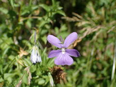 Viola cornuta