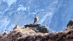 Tetraogallus tibetanus