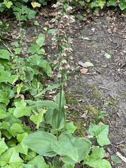 Epipactis helleborine