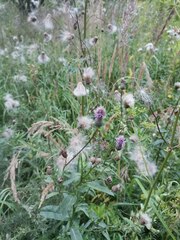 Cirsium arvense