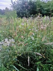 Cirsium arvense