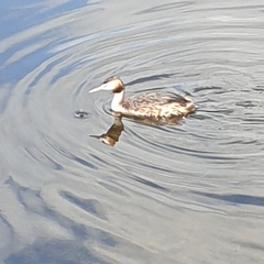 Podiceps cristatus