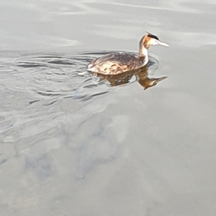 Podiceps cristatus