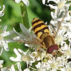 Syrphus
