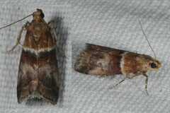Acrobasis repandana