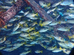 Lutjanus fulviflamma