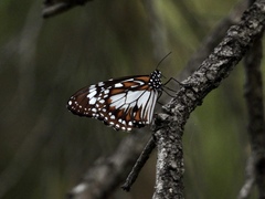 Danaus affinis affinis