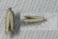 Aristotelia brizella