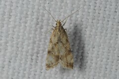 Brachmia blandella