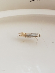 Phyllonorycter harrisella