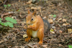 Sciurus vulgaris