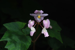 Begonia palmata