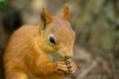 Sciurus vulgaris