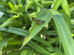Xenocatantops humilis