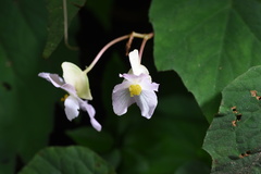 Begonia palmata