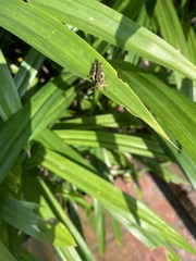 Xenocatantops humilis