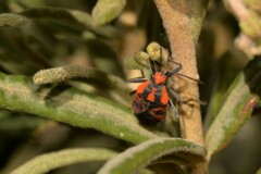Spilostethus pacificus