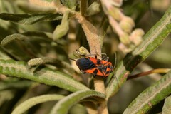 Spilostethus pacificus