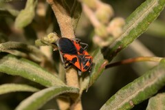 Spilostethus pacificus