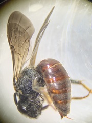 Sphecodes albilabris