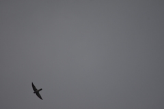 Aerodramus germani germani