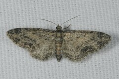 Eupithecia inturbata