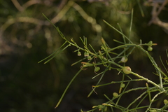 Gyrostemon ramulosus