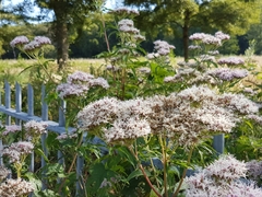 Eupatorium cannabinum