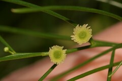 Gyrostemon ramulosus